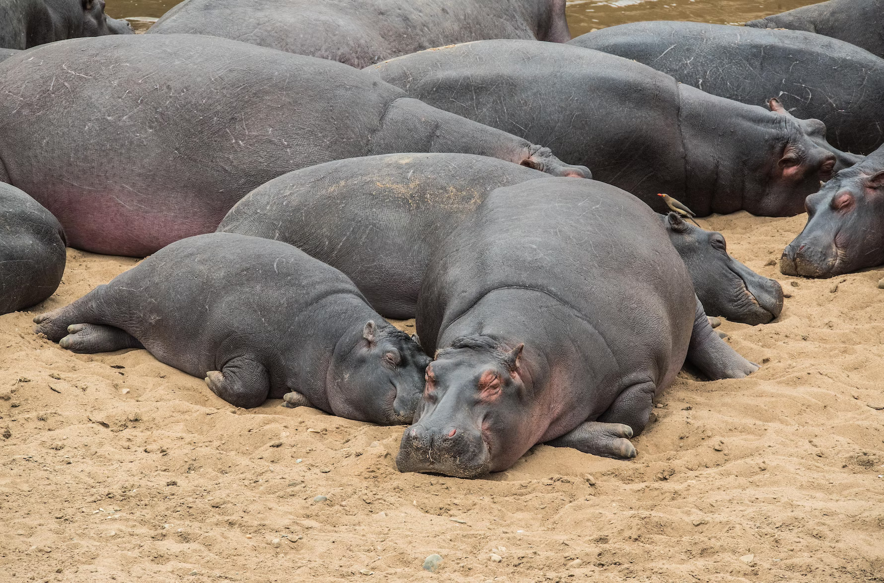 bloat